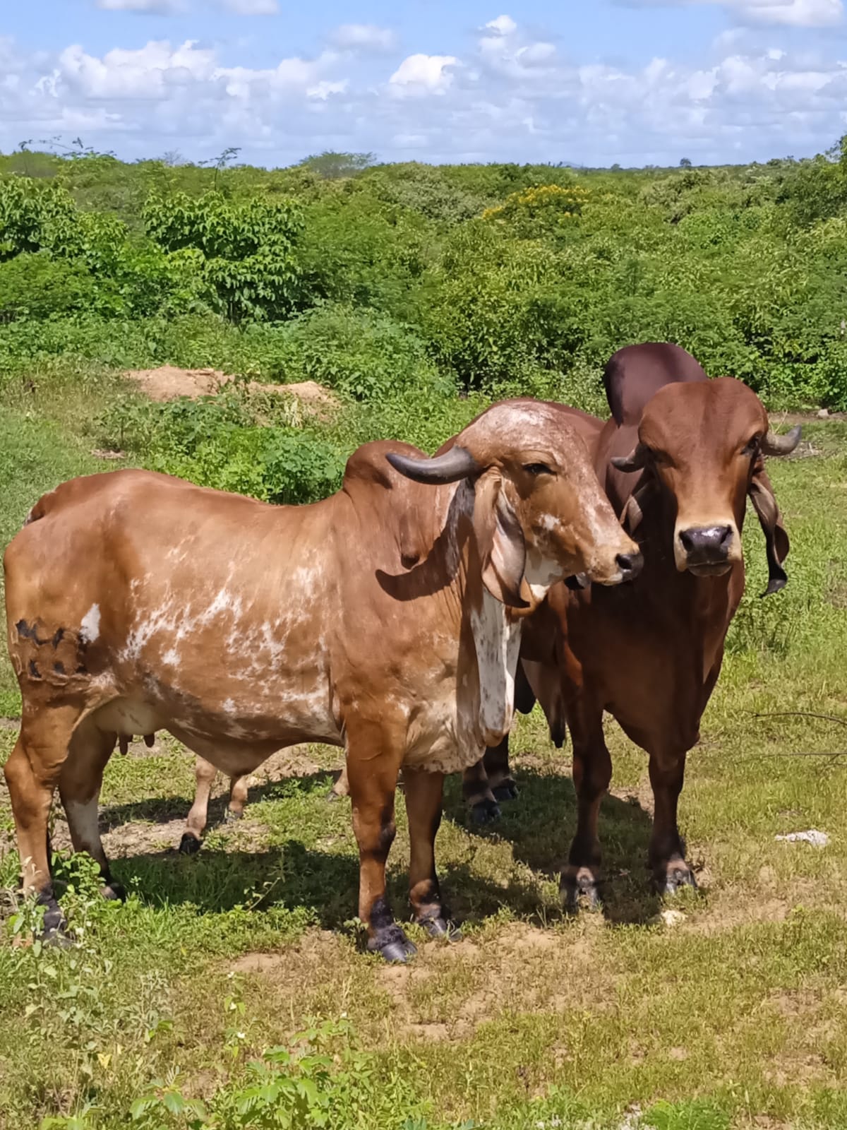 Gir Leiteiro da Estância Erva Moura em Pentecoste - Ceará